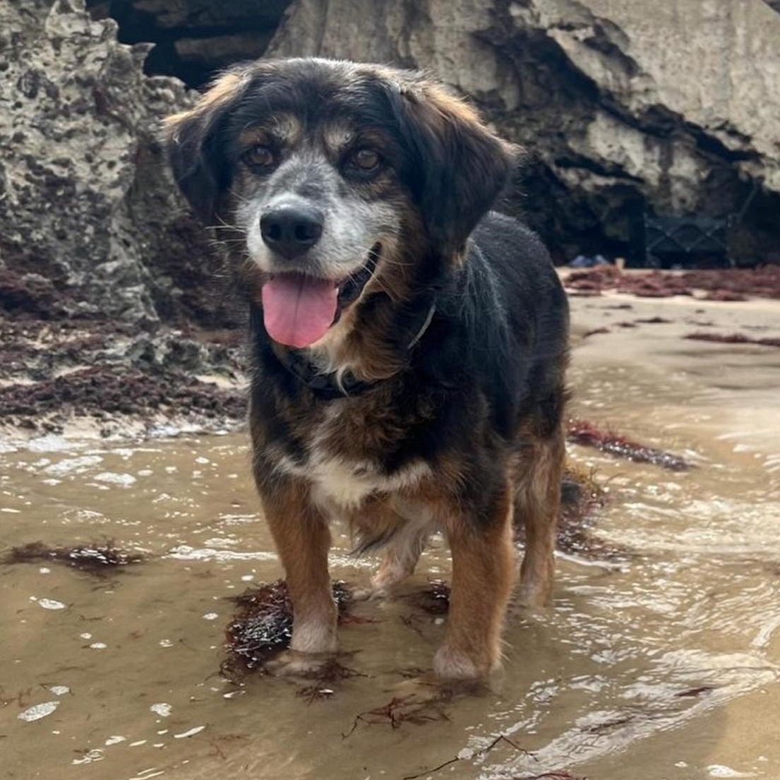 SOS Abuelos tweet media