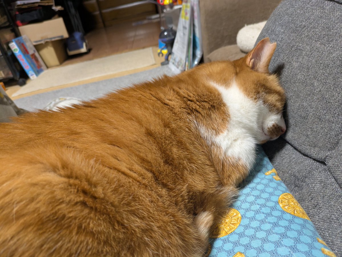 JR1GNH's tweet photo. 頭、気にならないのかなぁ
#猫 https://t.co/X2Def4Ttib