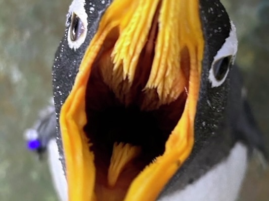 本日4/18は #よい歯の日 🦷／ 動物たちの歯は、食べるものに合わせて形