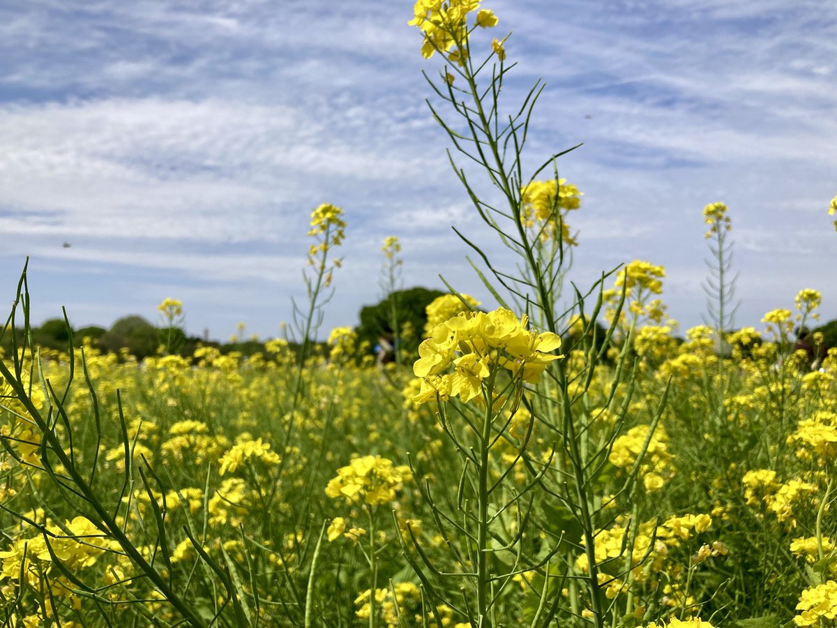 ᵐᵃʸᵒⁿᵃᵏᵃⁿᵒᵃᵒ tweet media