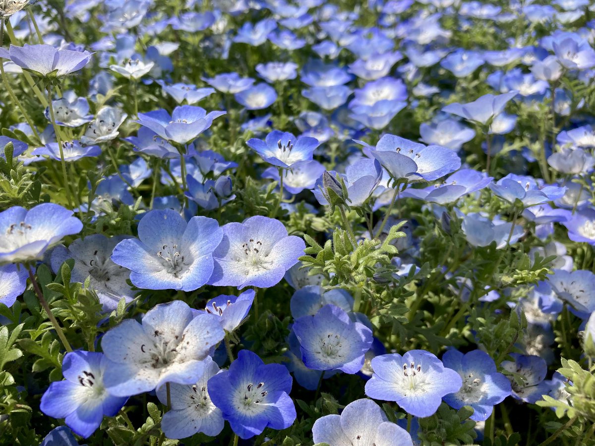 ᵐᵃʸᵒⁿᵃᵏᵃⁿᵒᵃᵒ tweet media