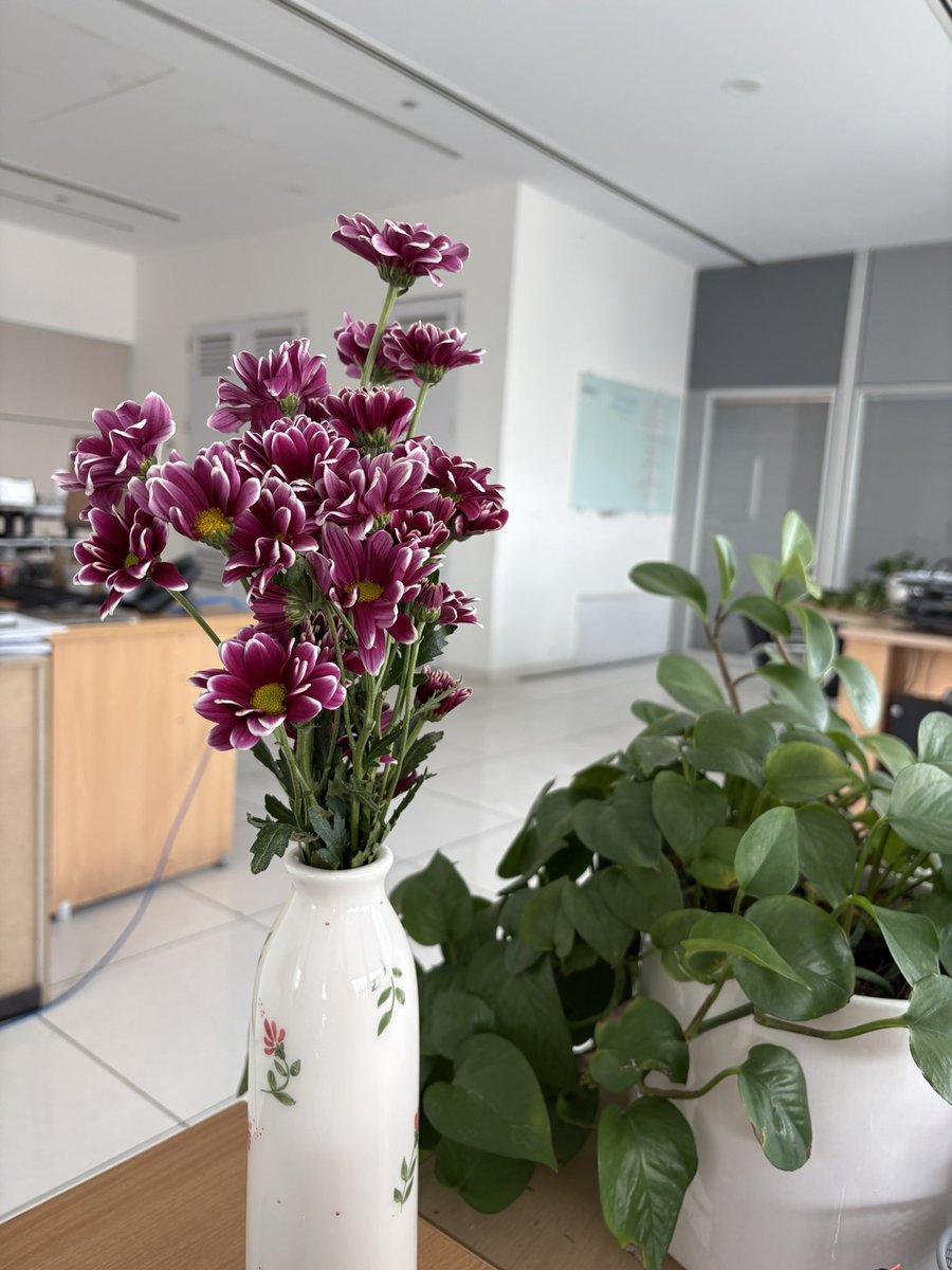 شاخه نبات tweet media