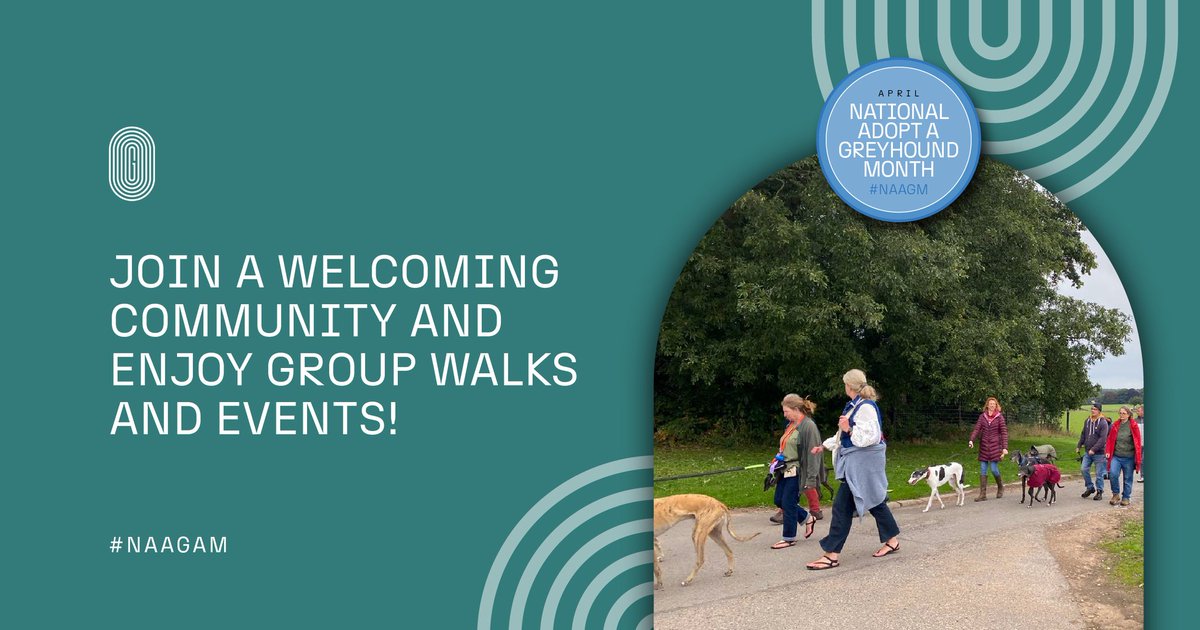 Greyhounds aren’t just pets – they’re a community. From walks &amp; meet-ups to supportive online groups, there’s always people to share advice, stories and smiles with.

Adopt a greyhound and join a kind, passionate community that truly gets it!

#AdoptAGreyhound #GreyhoundCommunity