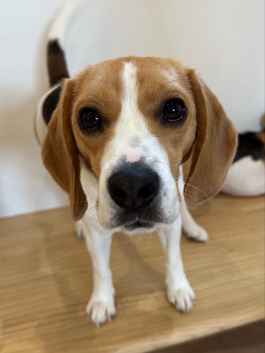 ビーグルカフェRAPPY tweet media