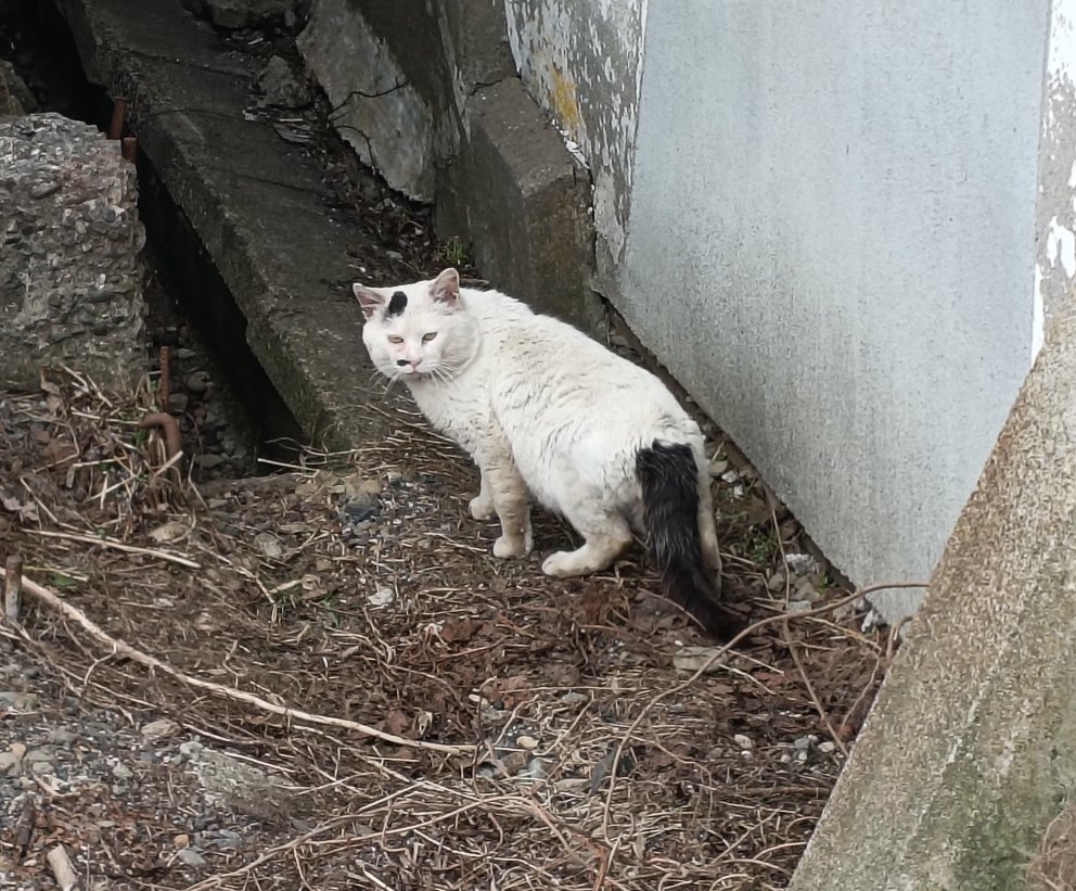 北国DIY@古民家フルリノベ🏚️🛠️ tweet media