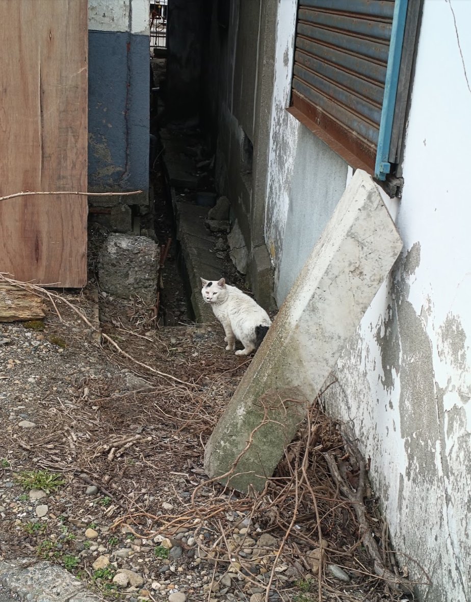 北国DIY@古民家フルリノベ🏚️🛠️ tweet media