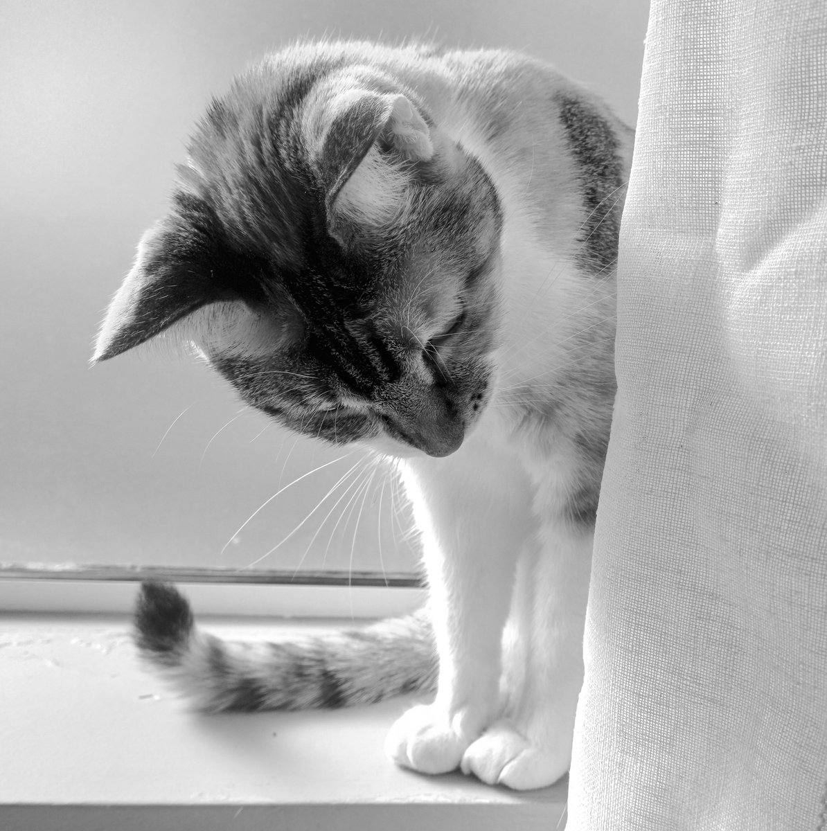 kitcatpuzzle's tweet image. Hiding behind the curtain 🩷

#catsinblackandwhite #catlife #pawtrait #catsofinstagram #windowkitty 

instagram.com/kitcatpuzzle/p…