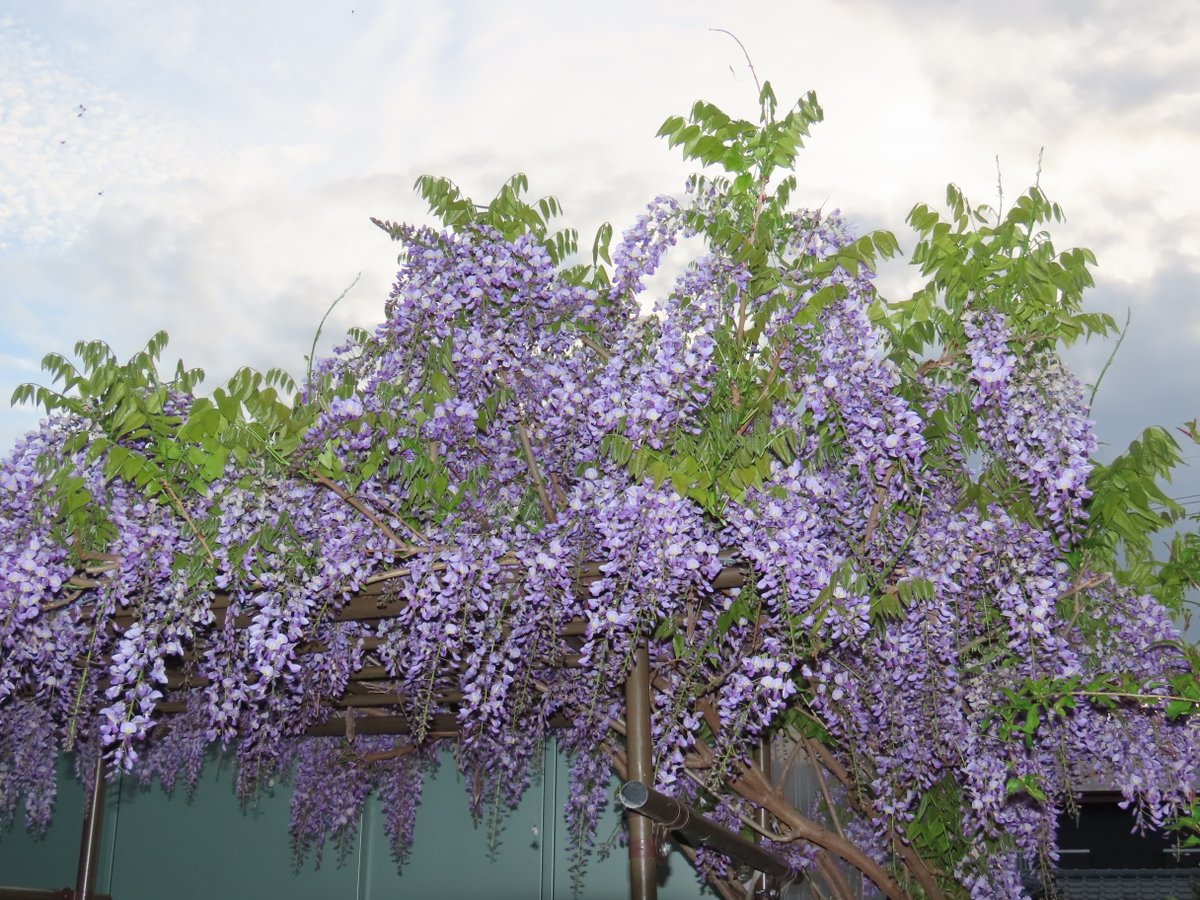 Awa Ai yosino tweet media