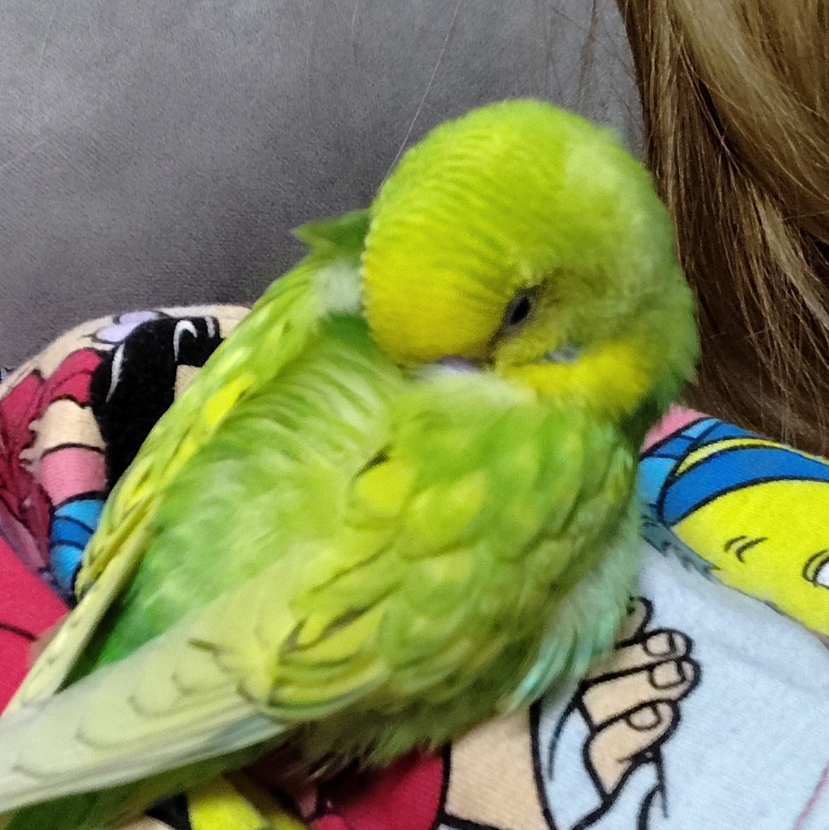 セキセイインコが迷子です。 tweet media