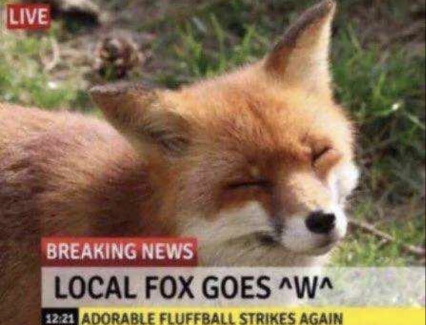 🦊 tweet media
