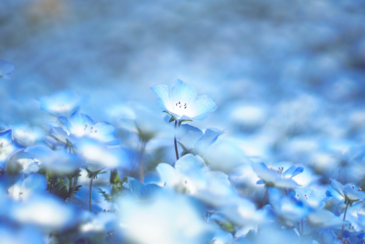 𝓴𝓸𝓰𝓪𝔂𝓪. tweet media