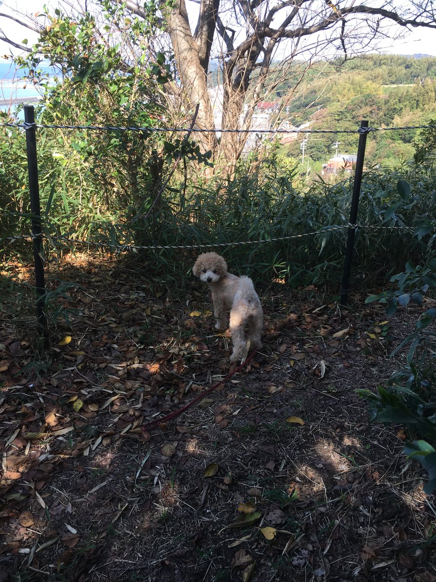 rattyan206's tweet photo. 🏕️ まぁとあたちの初キャンプレポ公開したよ〜🐾✨

S'more（スモア）のギアを使って犬連れキャンプに挑戦！
テント・チェア・マグカップ、全部あたちと一緒に使えてよかったでしゅ💕

初心者でも安心なブランドだったよ🌿
詳しくはブログで→ https://t.co/eHT0Zcf7IJ

#犬連れキャンプ #Smore https://t.co/X6JUwsKC1M