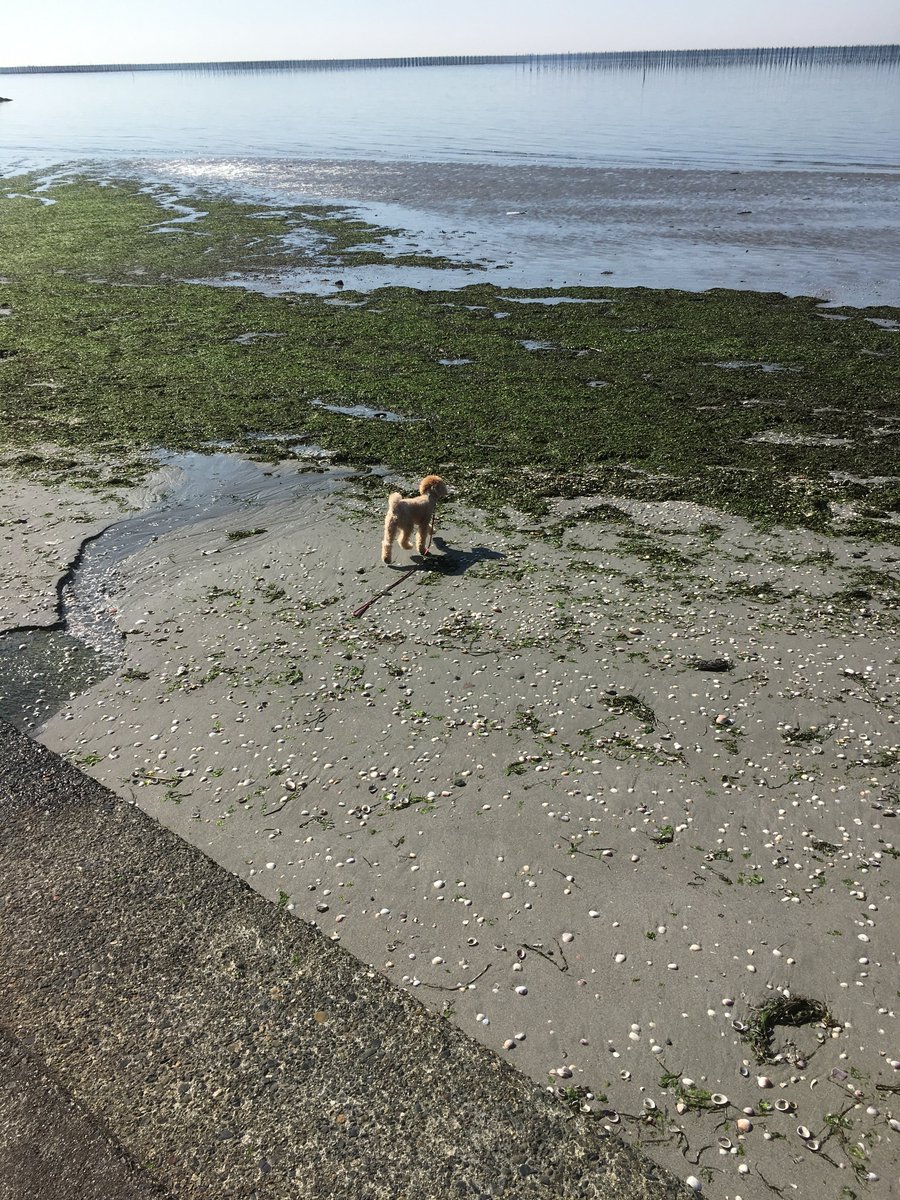 rattyan206's tweet photo. 🏕️ まぁとあたちの初キャンプレポ公開したよ〜🐾✨

S'more（スモア）のギアを使って犬連れキャンプに挑戦！
テント・チェア・マグカップ、全部あたちと一緒に使えてよかったでしゅ💕

初心者でも安心なブランドだったよ🌿
詳しくはブログで→ https://t.co/eHT0Zcf7IJ

#犬連れキャンプ #Smore https://t.co/X6JUwsKC1M