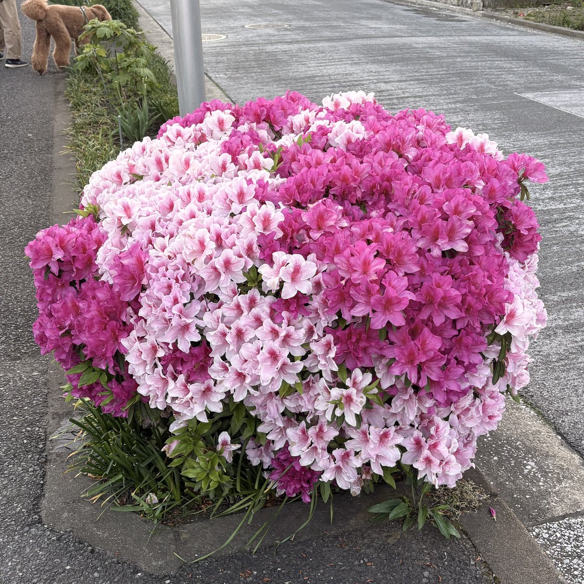 ぽんたぬ ˖ ࣪⊹ tweet media