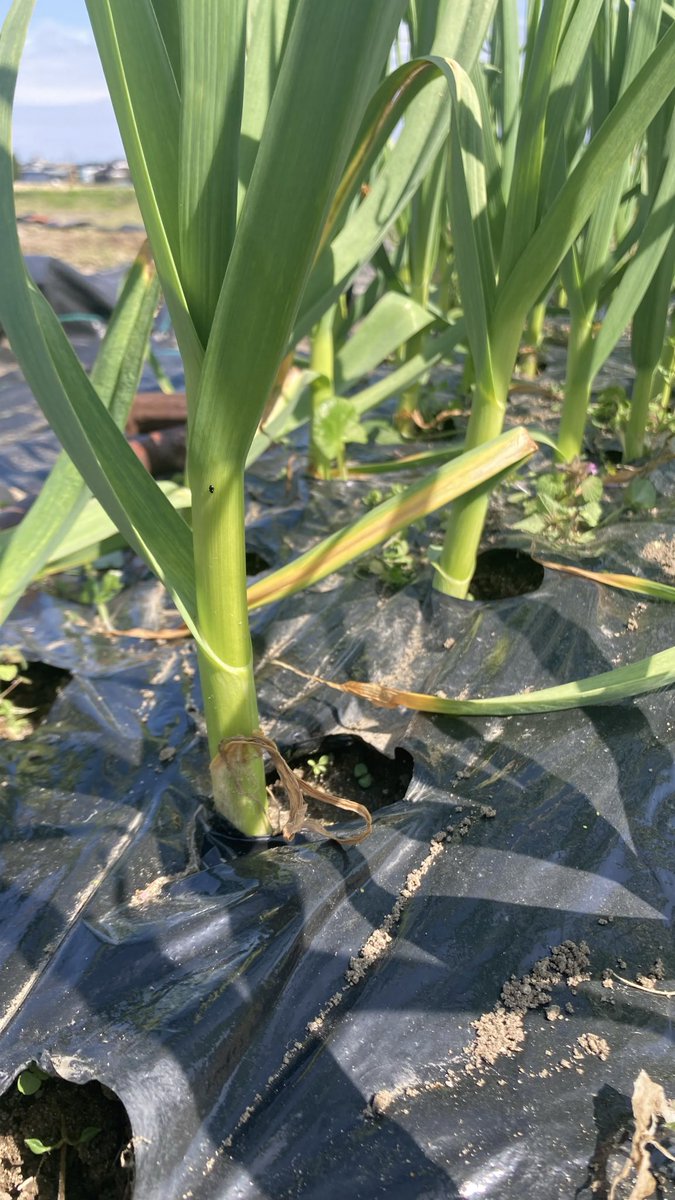 ひろし@中小企業診断士 tweet media