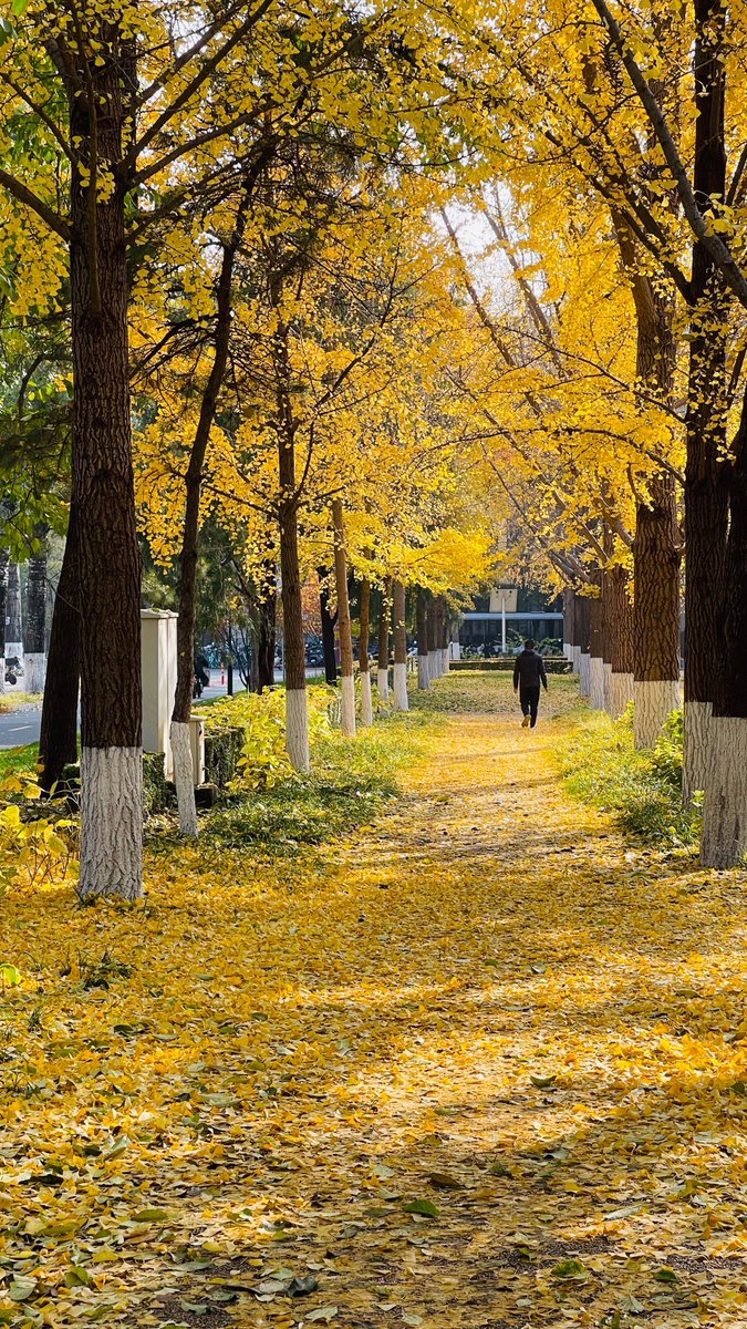 Cnoon1's tweet image. Autumn breeze + golden leaves = perfect weekend strolls  #FallVibes