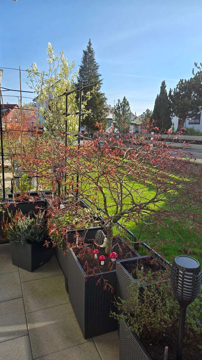 AlexderKleine82's tweet image. Die Sonne 🌞 auf der Terrasse genießen 🐕🐾. Später geht es auf Fahrradtour..
#Sonne #sun #Hund #dog