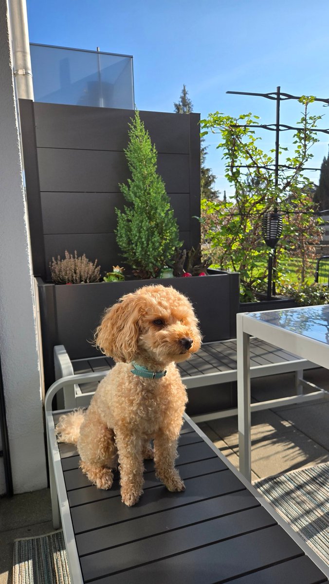 AlexderKleine82's tweet image. Die Sonne 🌞 auf der Terrasse genießen 🐕🐾. Später geht es auf Fahrradtour..
#Sonne #sun #Hund #dog