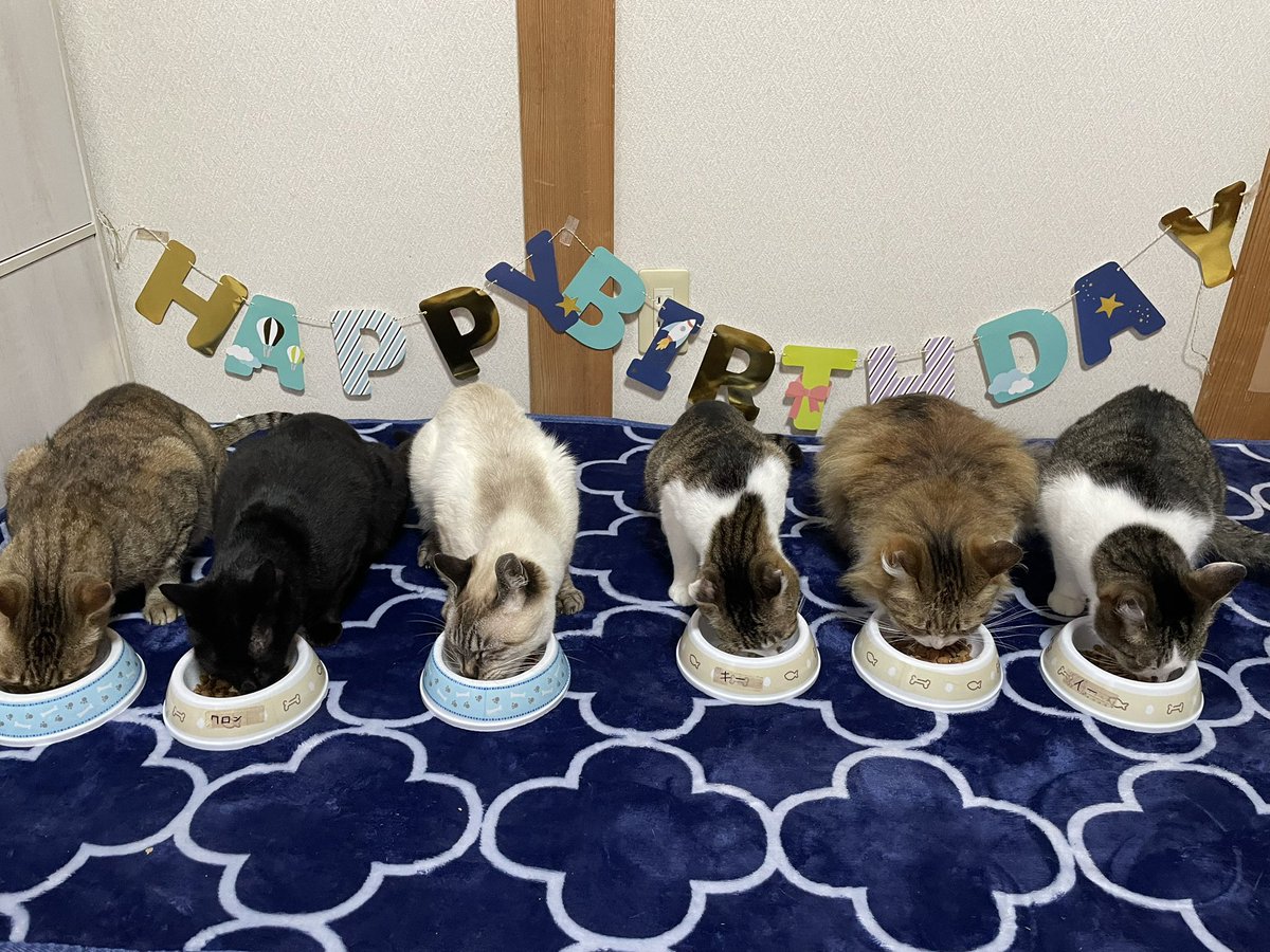 neconeco_8's tweet photo. 本日お誕生日を無事迎えられました！

お誕生日おめでと〜🎂
キーが8歳！
イー、クロン、カカオが7歳！！！
ぽんず、シャアが5歳！！
になりました👏🏻👏🏻👏🏻👏🏻👏🏻👏🏻
 #猫のいる暮らし 
 #にゃんこ https://t.co/ayuWI88mps