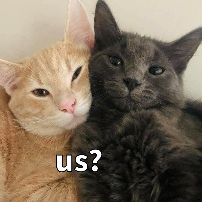 daily cats ♡ tweet media