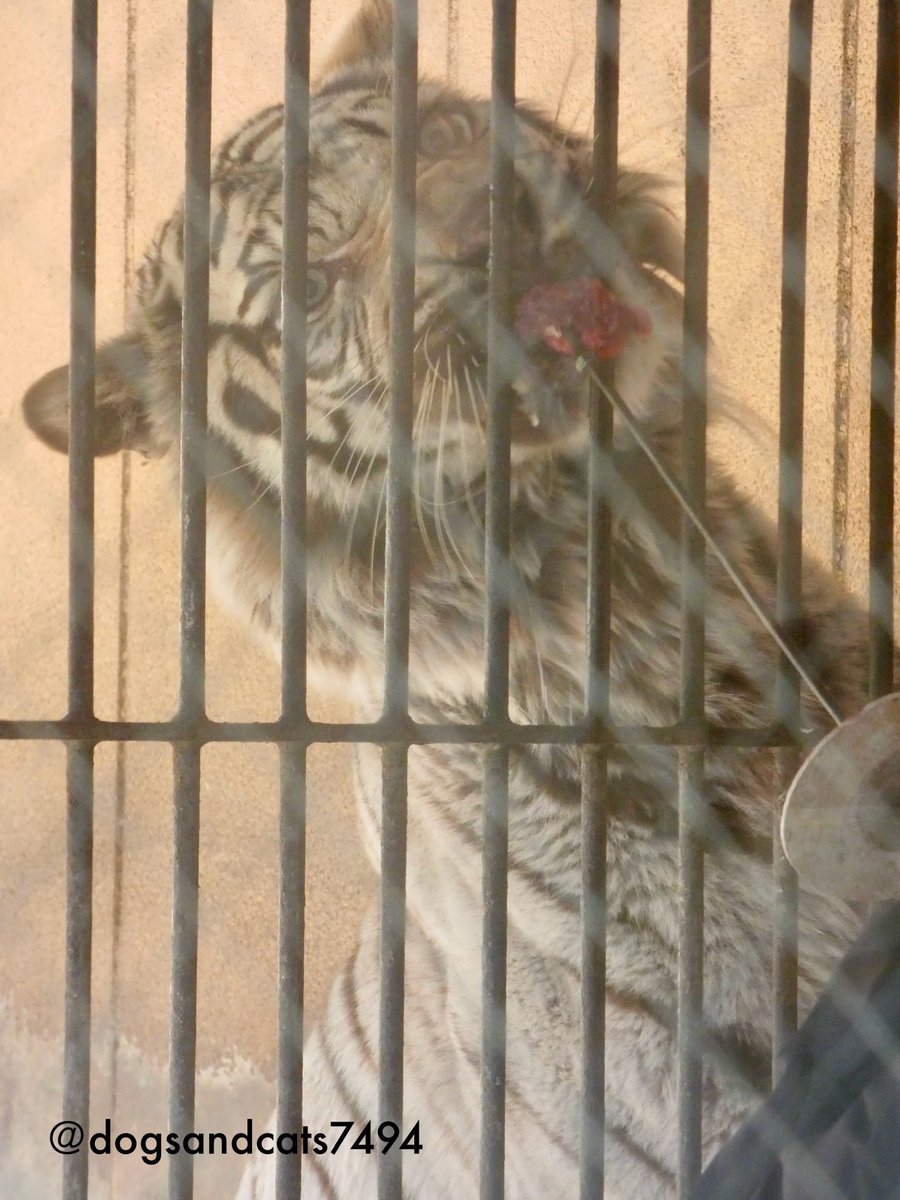 dogsandcats7494's tweet image. お腹減ったじょ
※画像とコメントに関わりは一切ございません🤣
📷2026.2

#伊豆アニマルキングダム
#ホワイトタイガー 
#ナイト