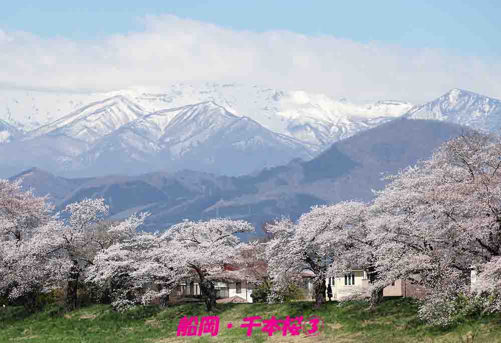 ジョエ tweet media