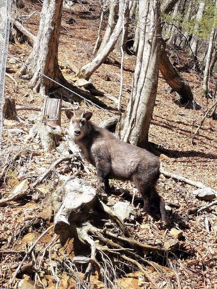 パーム tweet media