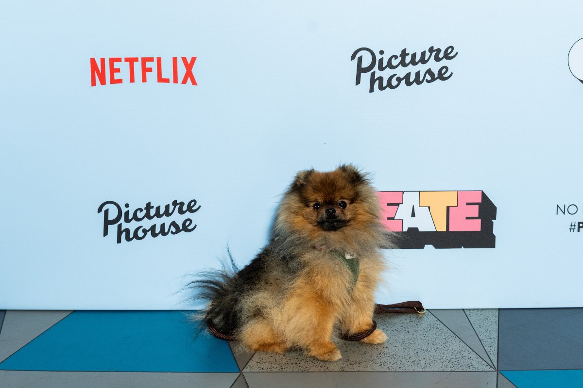 picturehouses's tweet photo. That's a wrap on day three of #PicturehouseCreate, with a fifth screening of @pranobaileybond's Censor and panels and talks chaired by Corin Hardy and @TheMovieMike. Plus plenty of networking, panels, quizzing with @AliPlumb and a VIP (Very Important Pooch) appearance 🐾 https://t.co/PIgt7KBzpi