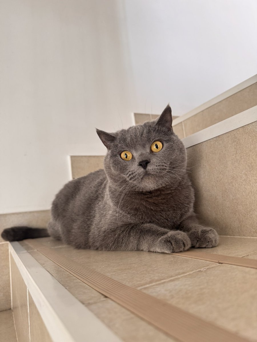 diana 🤍 #7forever tweet media