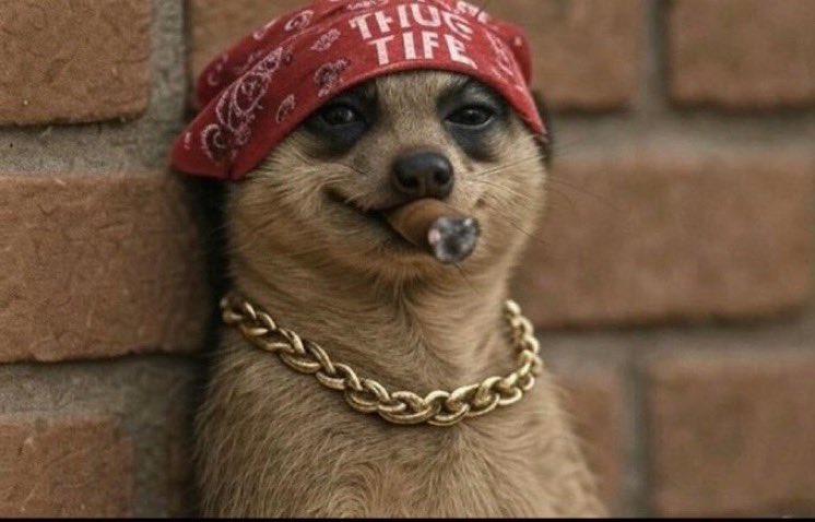 EYAN DICE tweet media