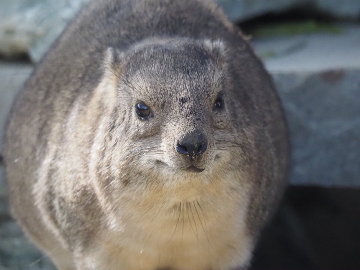 jyz0586's tweet image. 【地震発生時の動物たち】
ご心配のメッセージをいただきましたので
ご報告です。

本日「13:20／14:54頃」に
長野県北部で大きな地震がありました。

城山動物園のある長野市では
震度5強を観測しましたが、
動物たちに異常は確認されておりません。

引き続き、安全確認と観察を継続してまいります。