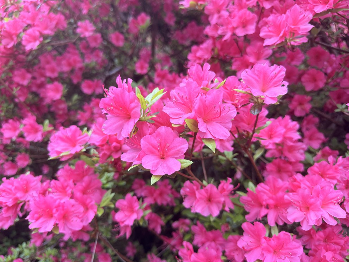 もん🐰🩵 tweet media