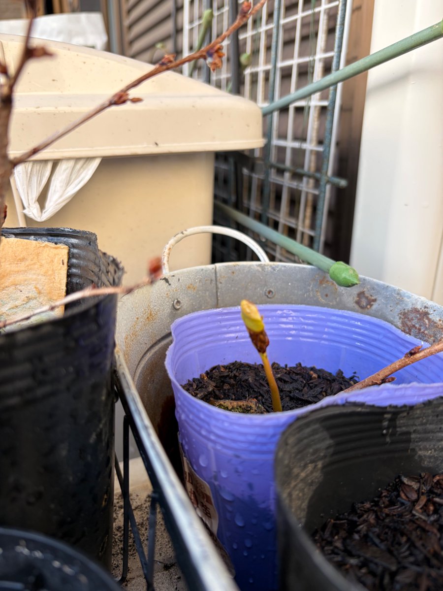 夕方になってやっと水やりと花ガラ摘みができた。今はまだ蚊が出ないから良い。
八重桜ちゃんが咲いていたのと、ウチで採れた柿、試しに種まいといたら芽が出ていた😨半年くらいかかってやっと