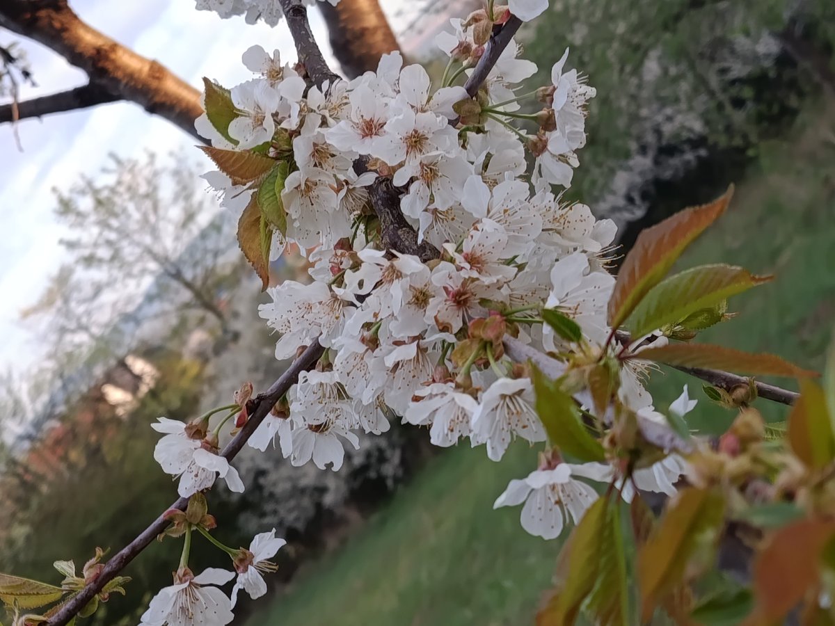 Pizza_Time14's tweet image. HI!

Oh spring, it's such an incredible season! It's probably my favorite
#Spring #Photo #Flowers #CherryBlossom