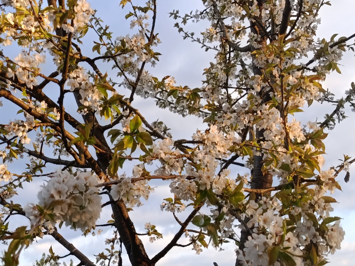 Pizza_Time14's tweet image. HI!

Oh spring, it's such an incredible season! It's probably my favorite
#Spring #Photo #Flowers #CherryBlossom