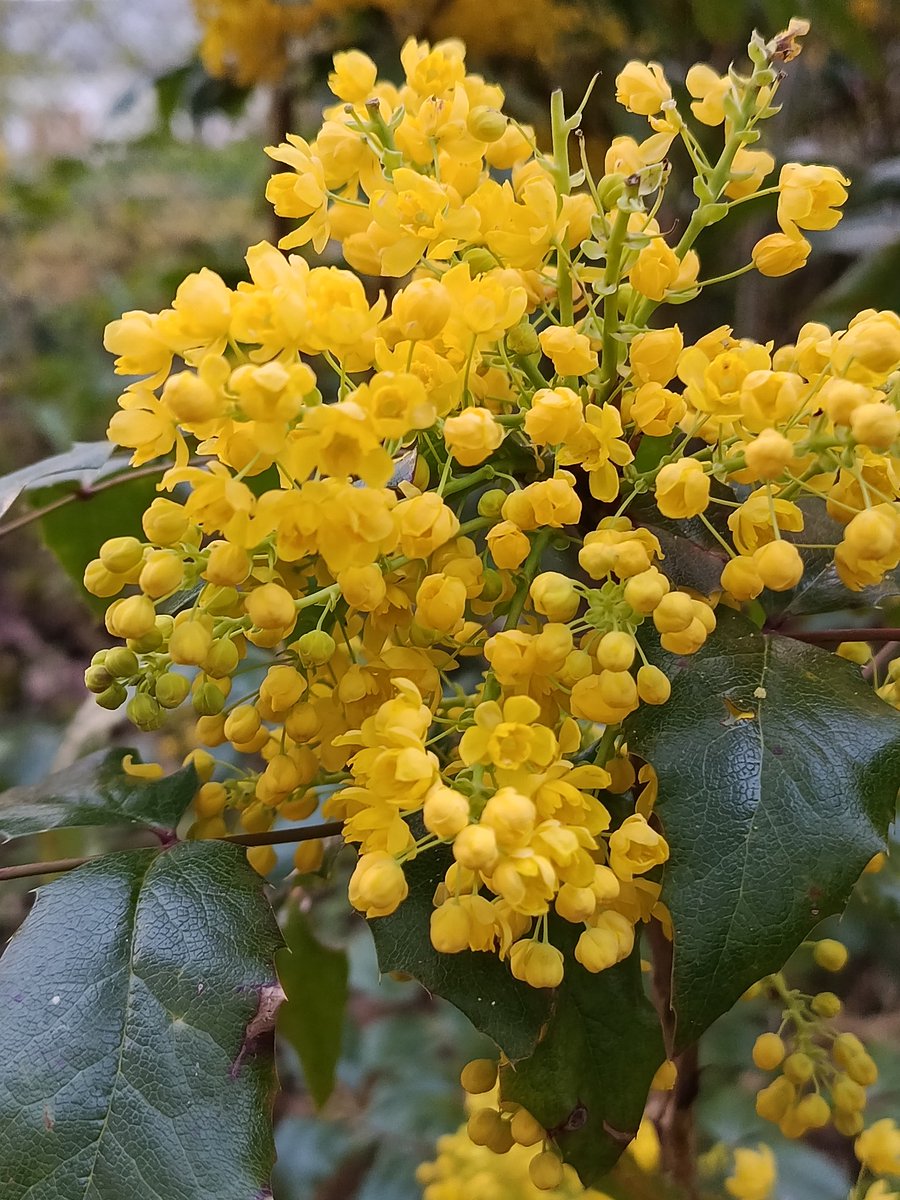Pizza_Time14's tweet image. HI!

Oh spring, it's such an incredible season! It's probably my favorite
#Spring #Photo #Flowers #CherryBlossom