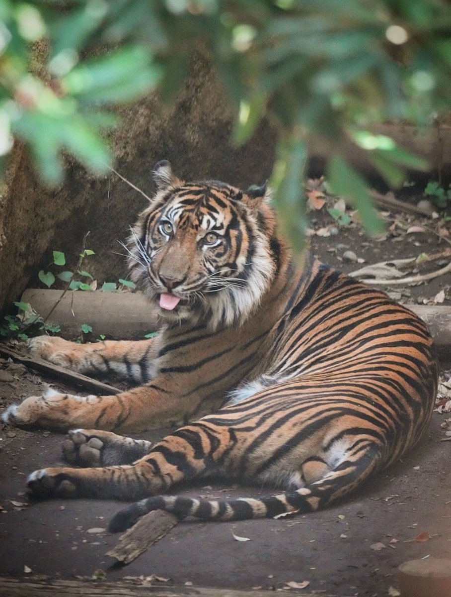 run.swim.shingo tweet media