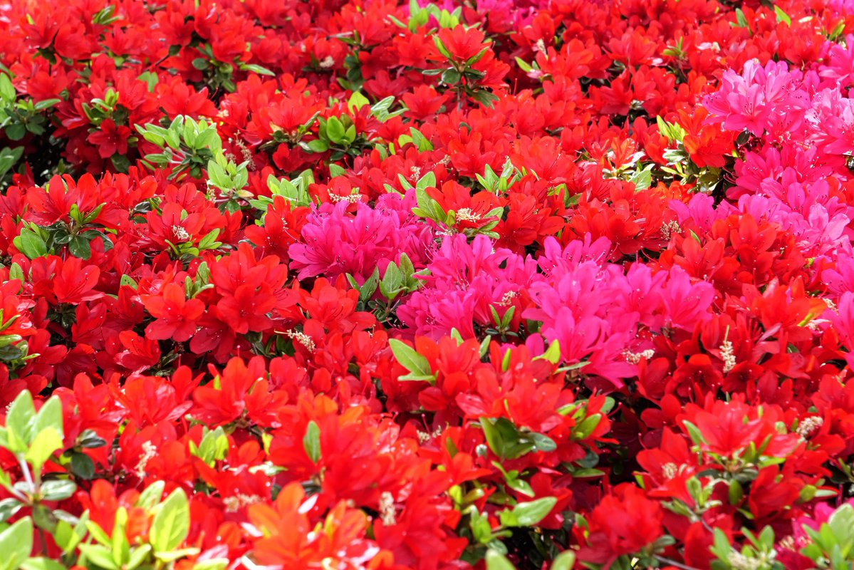 チューリップとかフジも咲いてたな。
#キリトリセカイ #ファインダー越しの私の世界