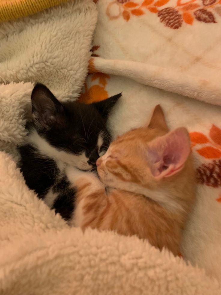 CuteLittleCats🐱 tweet media