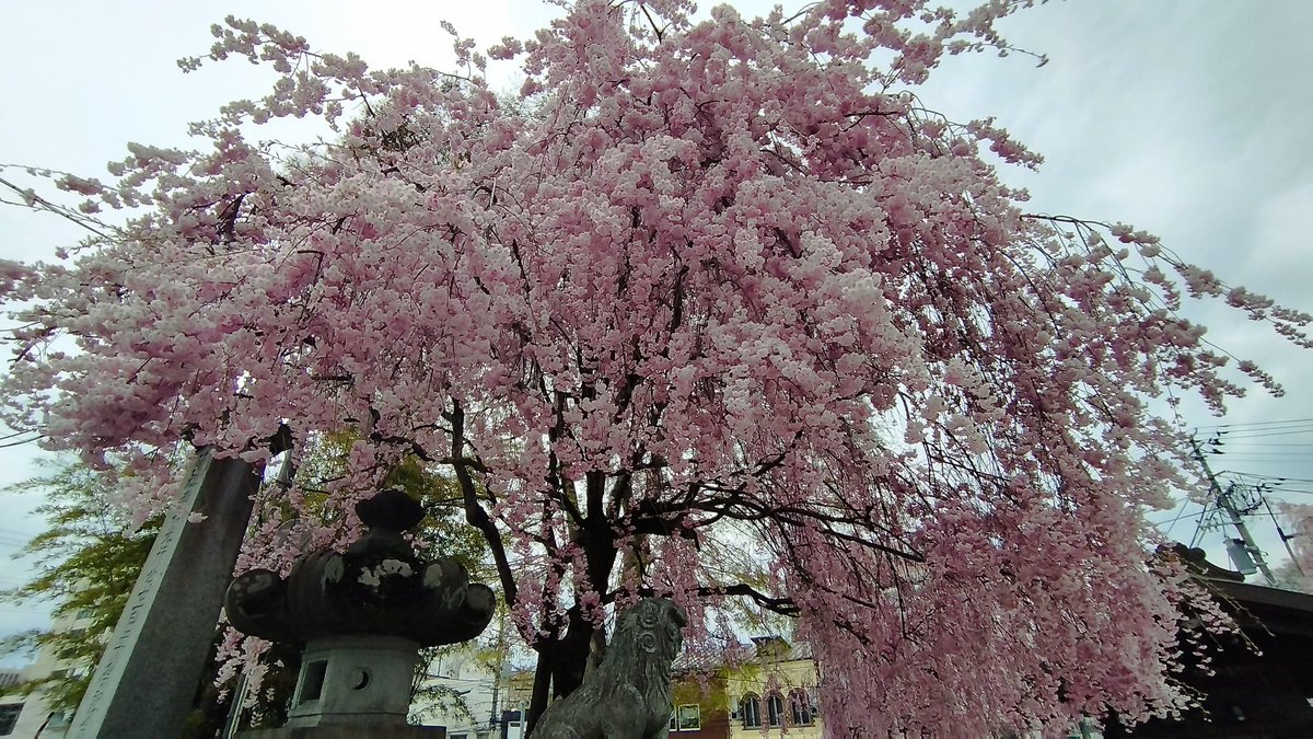 Rebic Channel tweet media