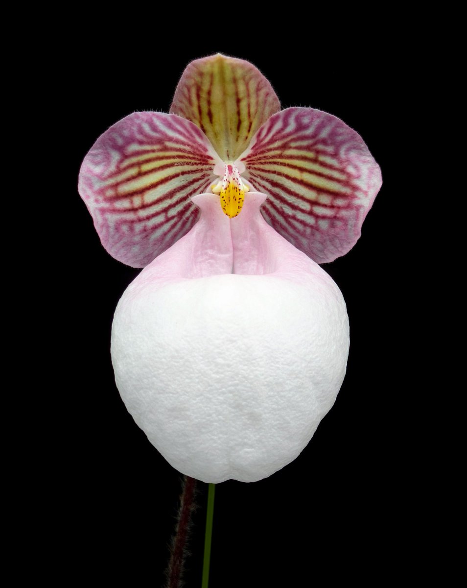 purewater_masa's tweet image. リップが特に大きなエバニウムタイプのミクランサム✨️リップだけで幅6.3cm×長さ9.0cm有ります。
ボリュームがあるので見応えあり💡
楽しみな個体です❗️
#ご蘭なさい 
#洋らん 
#orchid 
#Paphiopedilum
