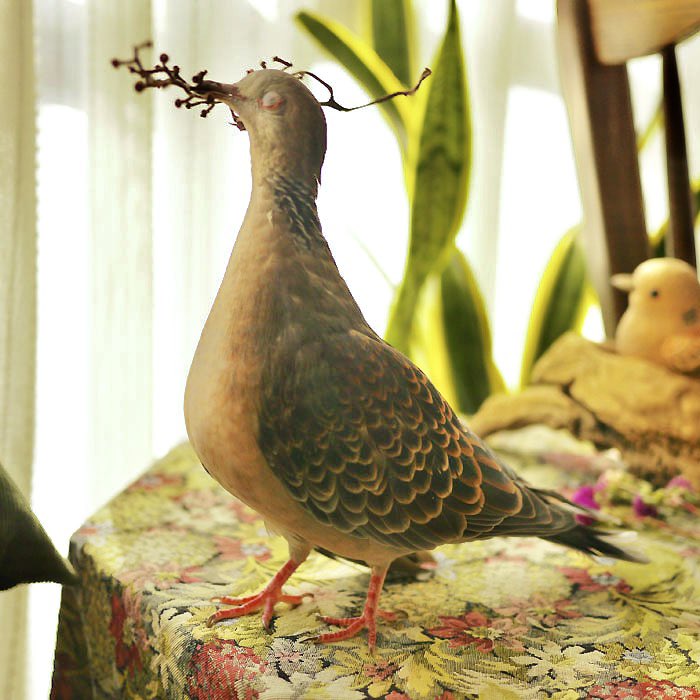 ポオ エ ヤヨ ✥ 𝒫ℴℯ ℯ𝓉 𝒴𝒶𝓎ℴ 🕊 tweet media