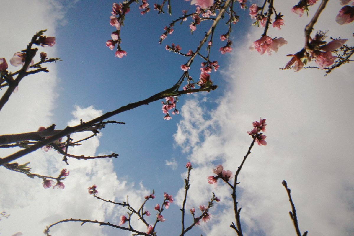 Boringphotosnot's tweet image. Captured moments of spring #photography #spring #photo