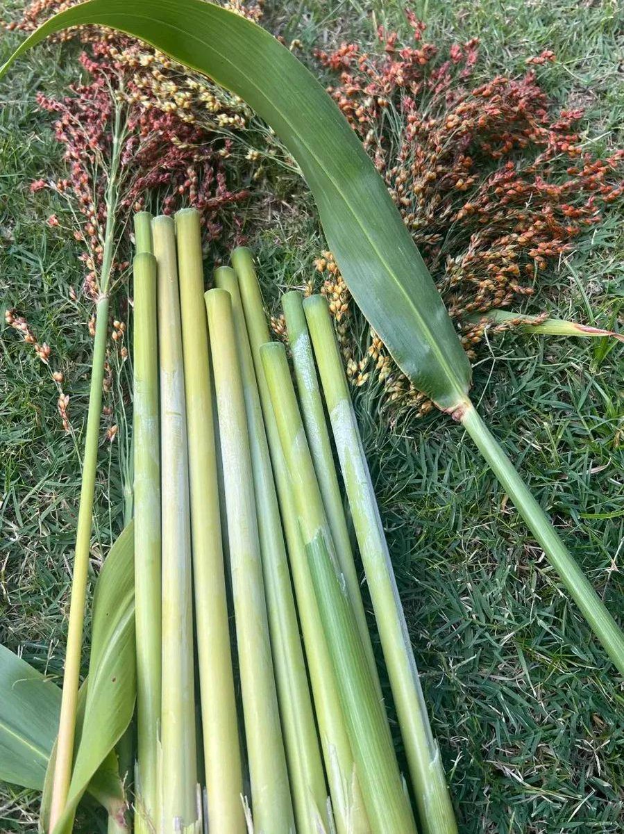 Mohamed El Sayed tweet media