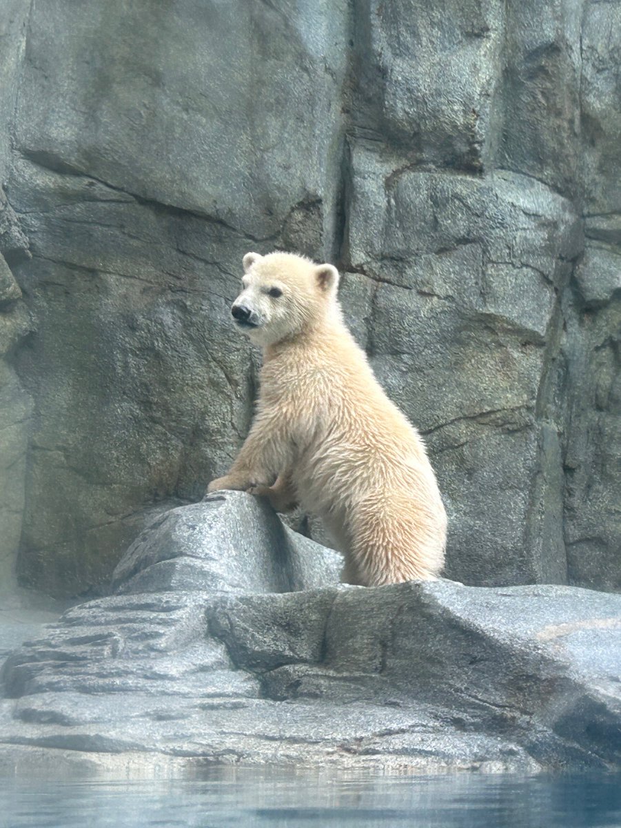 アズー tweet media