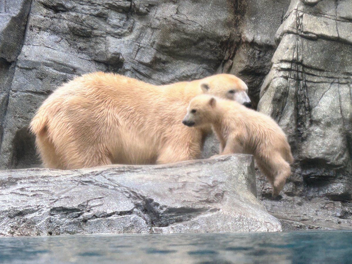 アズー tweet media