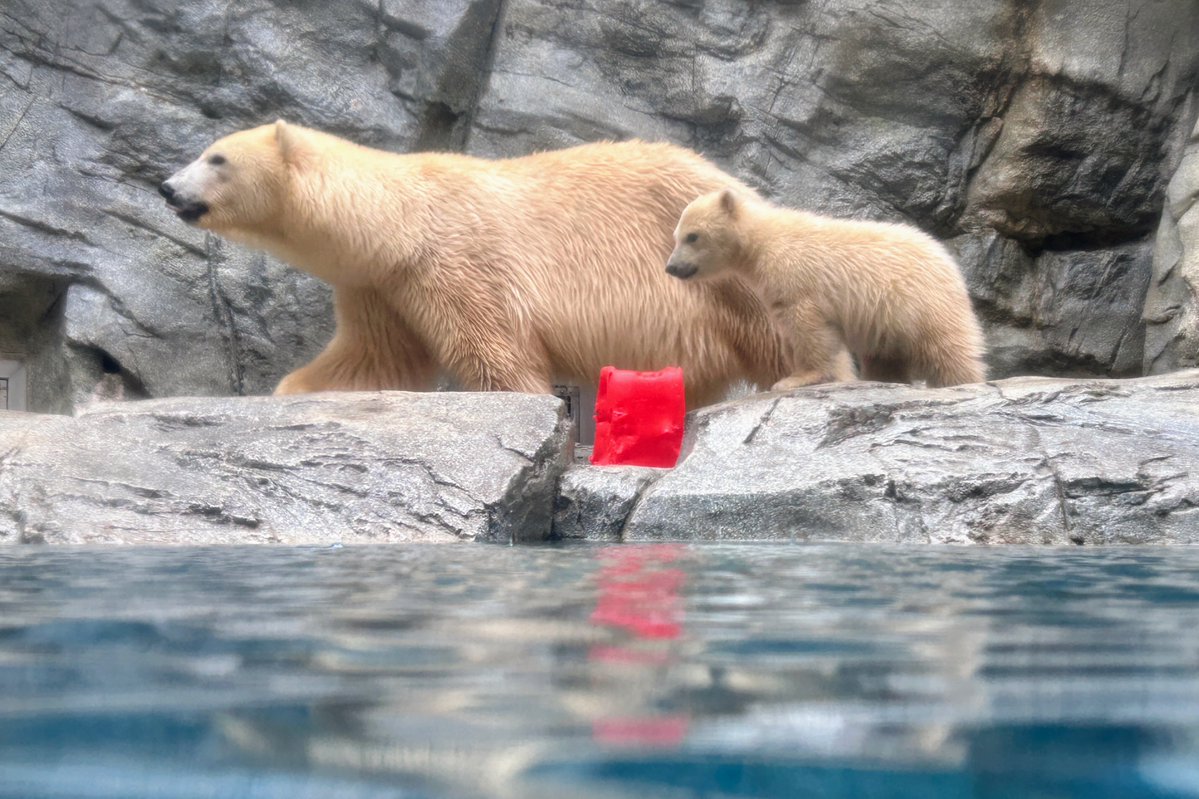 アズー tweet media