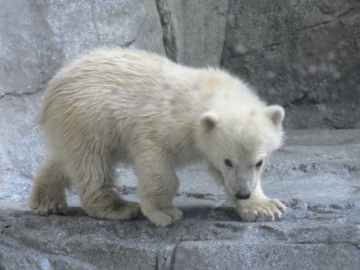 アズー tweet media