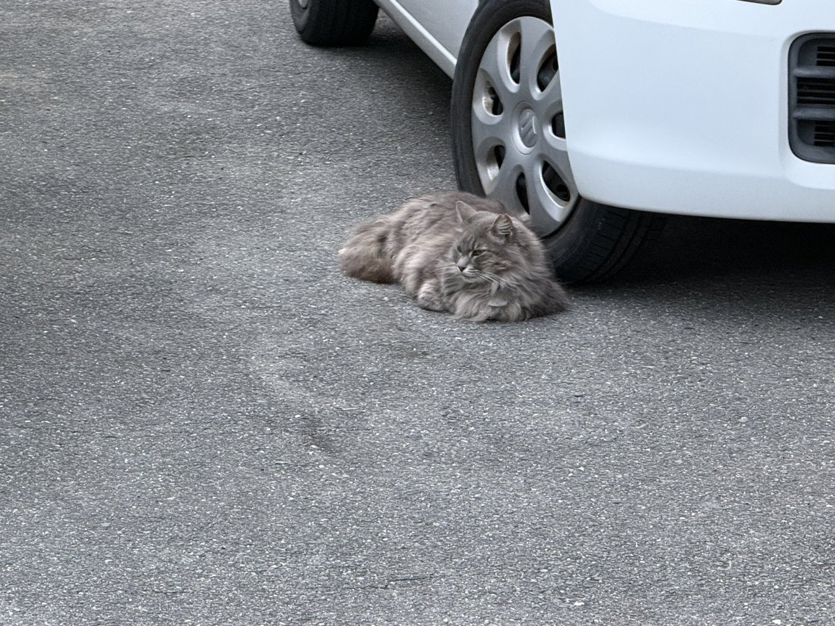 せいげつ tweet media