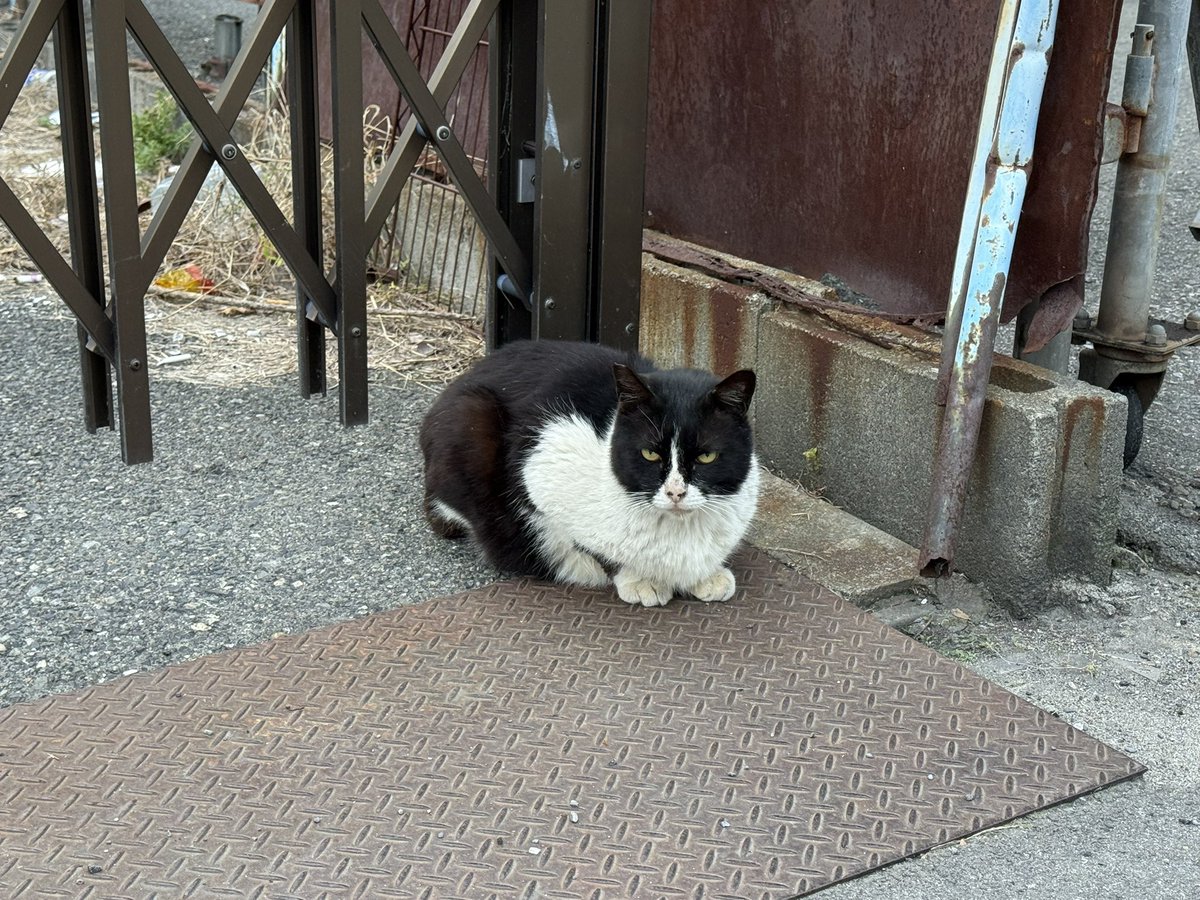 せいげつ tweet media